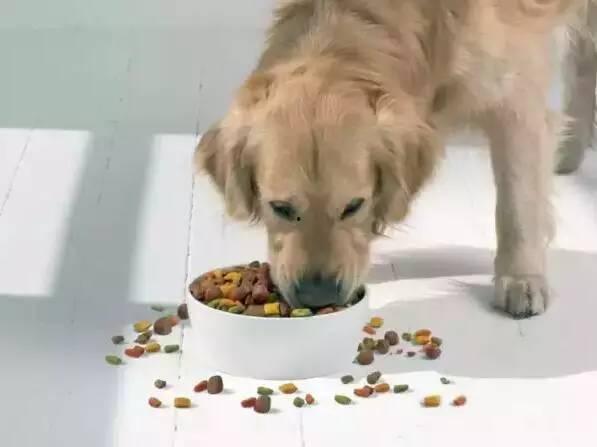 胖犬来爆料最新一期,最新一期节目幕后花絮大曝光！