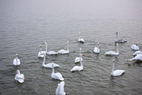 天鹅湖景区爆料事件最新,真相揭秘，游客安全与景区管理引热议